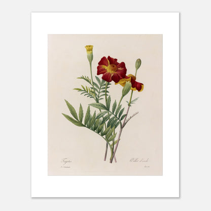 Planche naturaliste de Tagetes (Œillet d'Inde) par Redouté (40x50 cm). Planche botanique ancienne de Tagetes par Pierre-Joseph Redouté, représentant deux fleurs rouges et jaunes et un bouton floral sur fond beige.