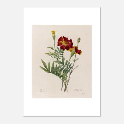Planche naturaliste de Tagetes (Œillet d'Inde) par Redouté (42x59,4 cm (A2)). Planche botanique ancienne de Tagetes par Pierre-Joseph Redouté, représentant deux fleurs rouges et jaunes et un bouton floral sur fond beige.