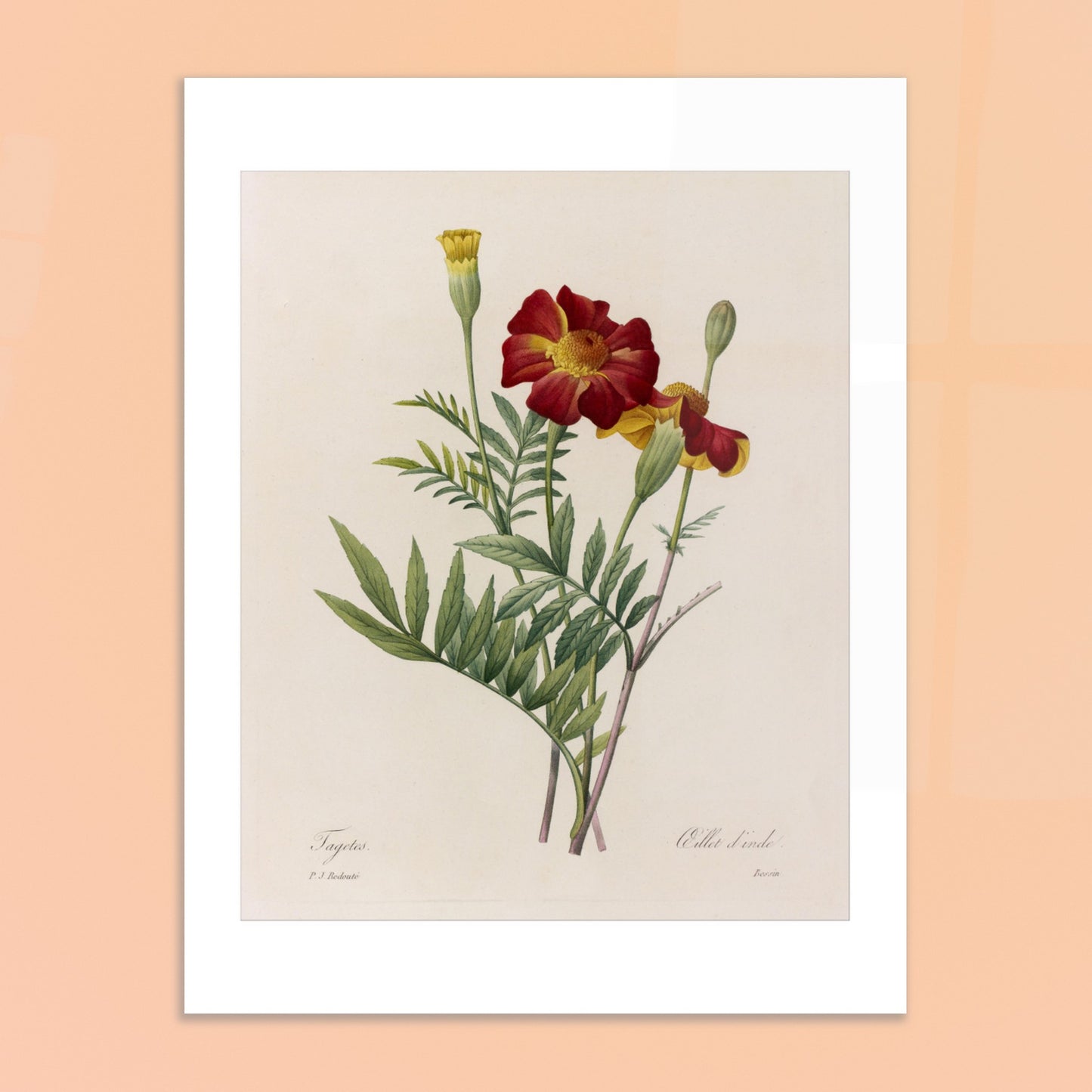 Planche naturaliste de Tagetes (Œillet d'Inde) par Redouté. Planche botanique ancienne de Tagetes par Pierre-Joseph Redouté, représentant deux fleurs rouges et jaunes et un bouton floral sur fond beige. Image d'illustration 6