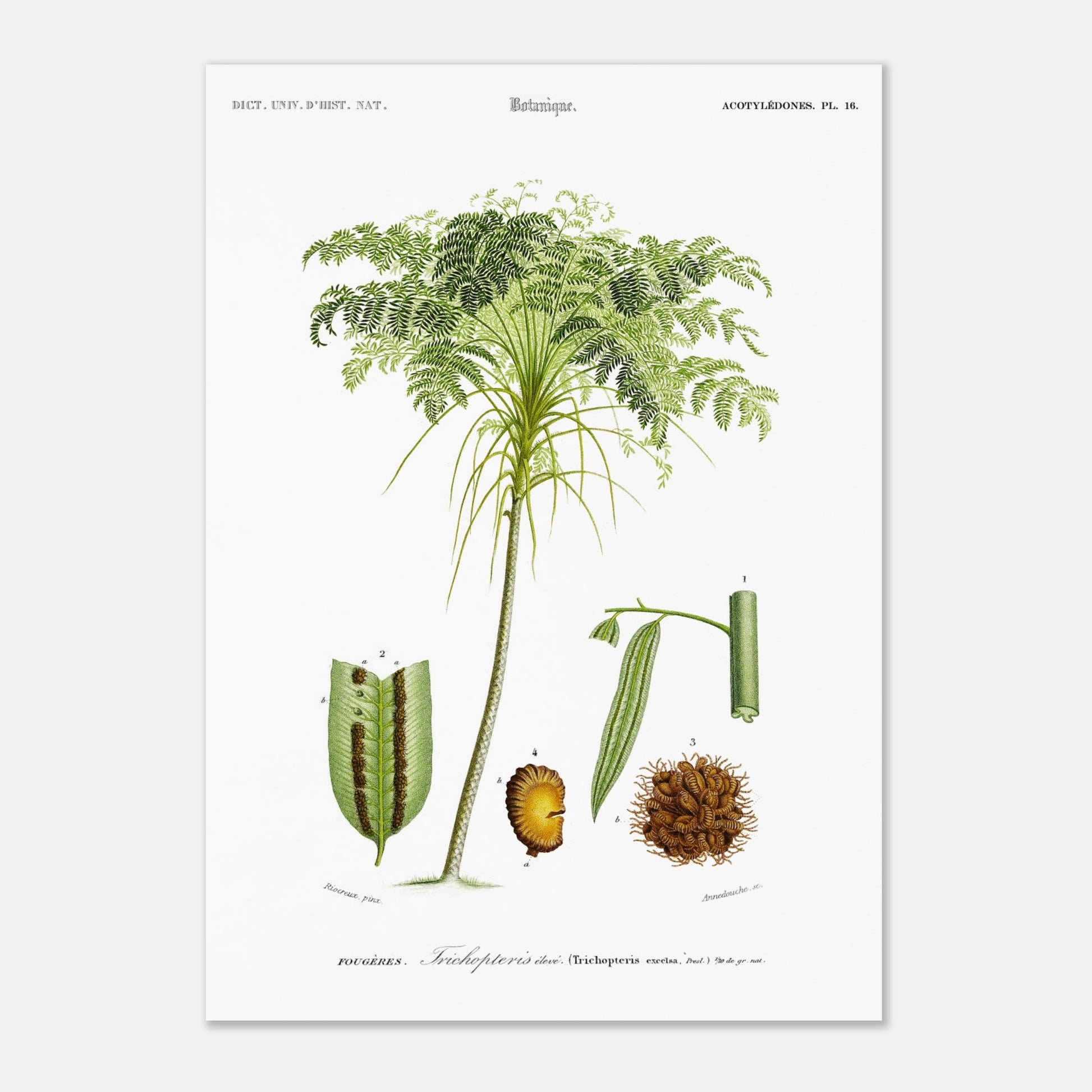 Planche botanique ancienne : Trichopteris élevé (Trichopteris excelsa) (29,7x42 cm (A3)). Planche d'illustration scientifique de "Trichopteris élevé" par Charles d'Orbigny, montrant la plante entière et des détails anatomiques numérotés.
