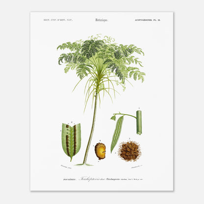 Planche botanique ancienne : Trichopteris élevé (Trichopteris excelsa) (40x50 cm). Planche d'illustration scientifique de "Trichopteris élevé" par Charles d'Orbigny, montrant la plante entière et des détails anatomiques numérotés.