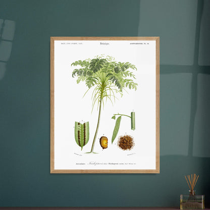 Planche botanique ancienne : Trichopteris élevé (Trichopteris excelsa). Planche d'illustration scientifique de "Trichopteris élevé" par Charles d'Orbigny, montrant la plante entière et des détails anatomiques numérotés. Image d'illustration 5