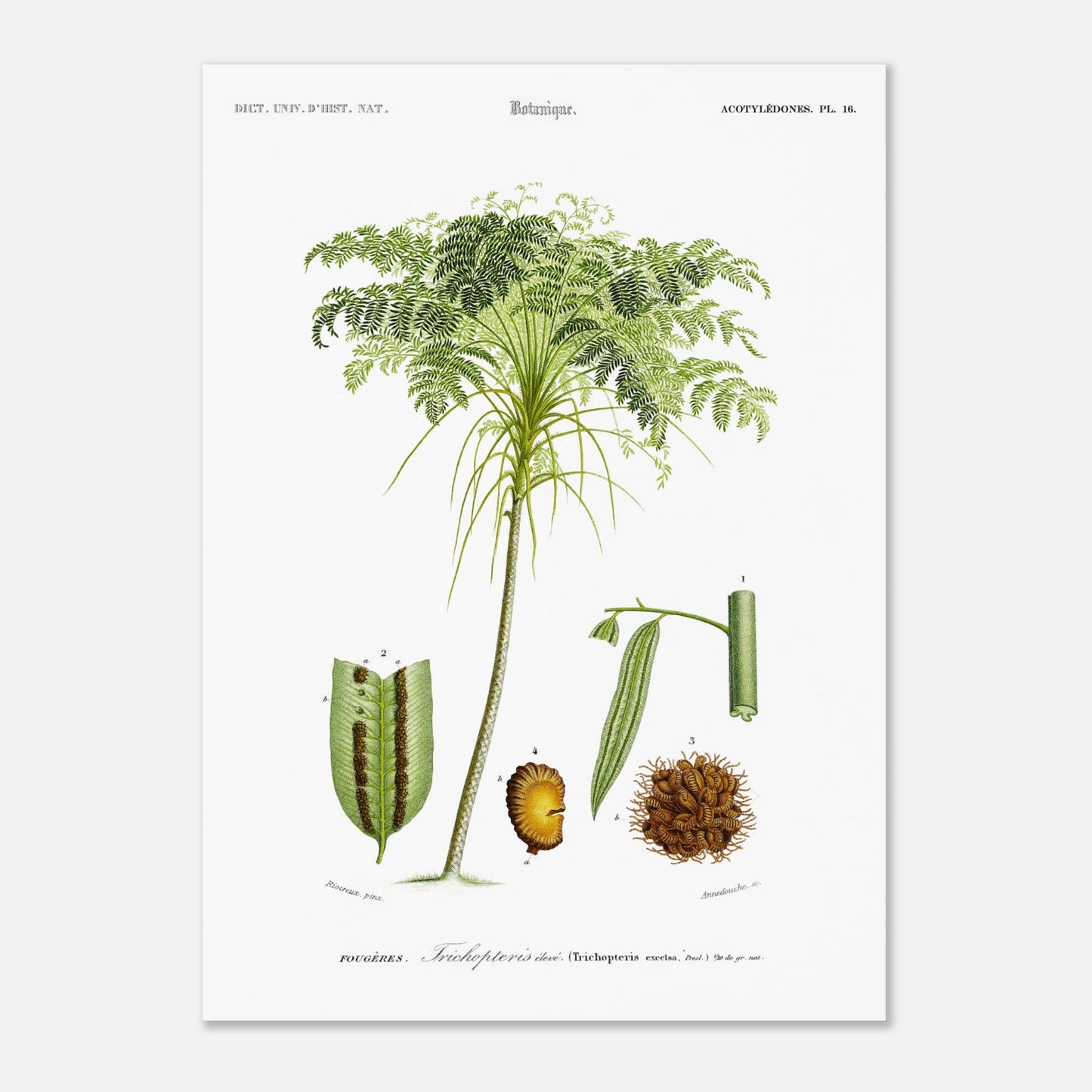 Planche botanique ancienne : Trichopteris élevé (Trichopteris excelsa) (50x70 cm). Planche d'illustration scientifique de "Trichopteris élevé" par Charles d'Orbigny, montrant la plante entière et des détails anatomiques numérotés.