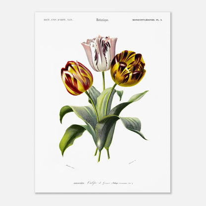Planche botanique de la Tulipe de Gesner - Charles d'Orbigny (30x40 cm). Planche botanique du Dictionnaire Universel d'Histoire Naturelle de Charles d'Orbigny, représentant un bouquet de trois tulipes de Gesner aux couleurs vives, avec des feuilles vertes.