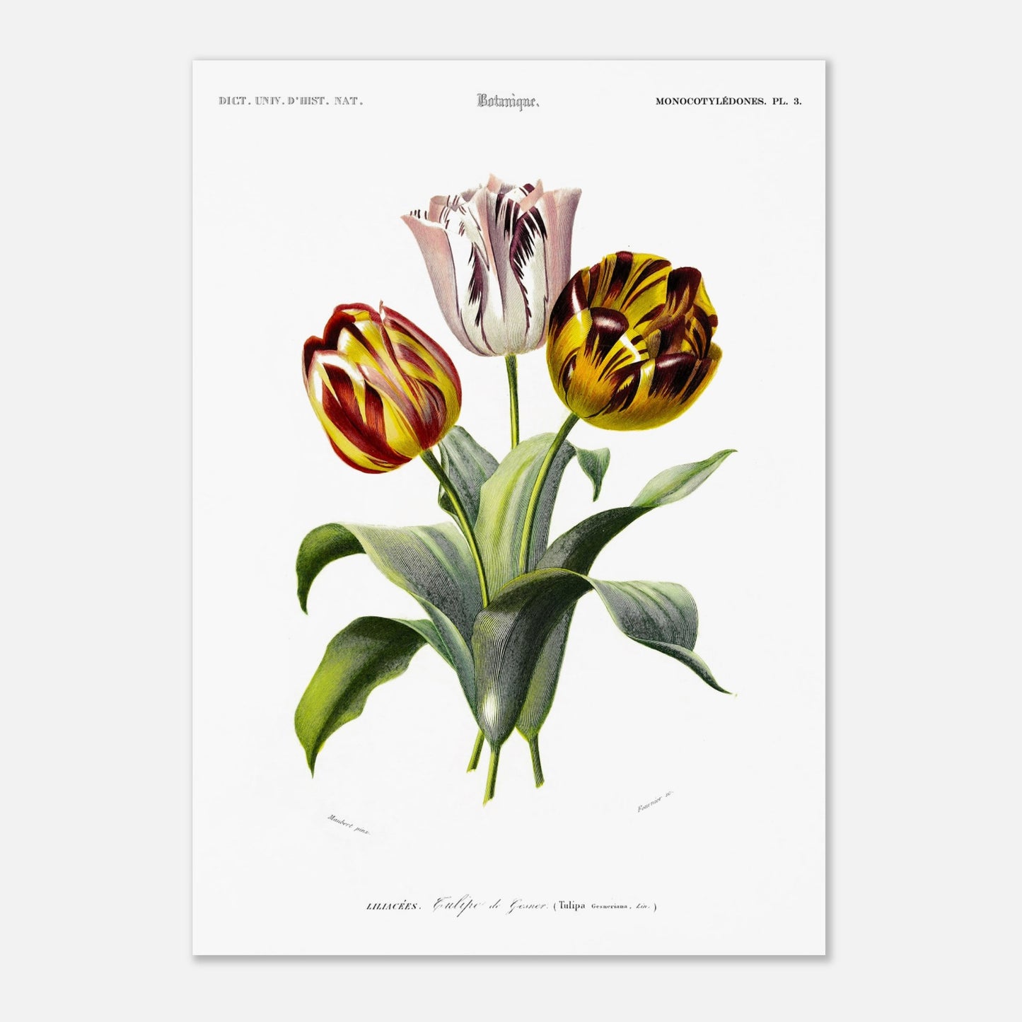 Planche botanique de la Tulipe de Gesner - Charles d'Orbigny (42x59,4 cm (A2)). Planche botanique du Dictionnaire Universel d'Histoire Naturelle de Charles d'Orbigny, représentant un bouquet de trois tulipes de Gesner aux couleurs vives, avec des feuilles vertes.