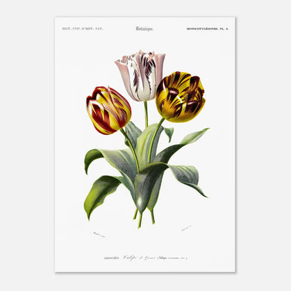 Planche botanique de la Tulipe de Gesner - Charles d'Orbigny (42x59,4 cm (A2)). Planche botanique du Dictionnaire Universel d'Histoire Naturelle de Charles d'Orbigny, représentant un bouquet de trois tulipes de Gesner aux couleurs vives, avec des feuilles vertes.