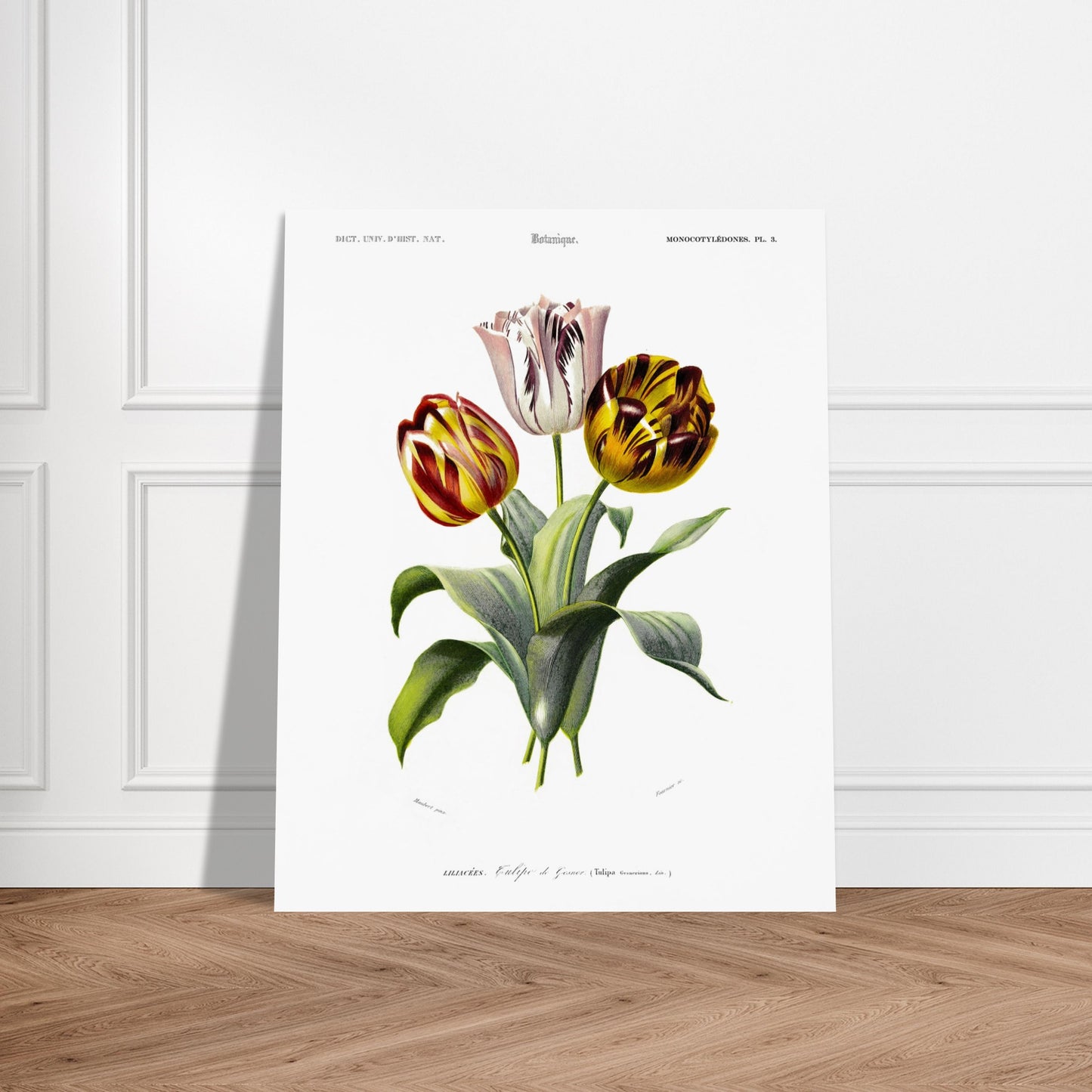 Planche botanique de la Tulipe de Gesner - Charles d'Orbigny. Planche botanique du Dictionnaire Universel d'Histoire Naturelle de Charles d'Orbigny, représentant un bouquet de trois tulipes de Gesner aux couleurs vives, avec des feuilles vertes. Image d'illustration 5