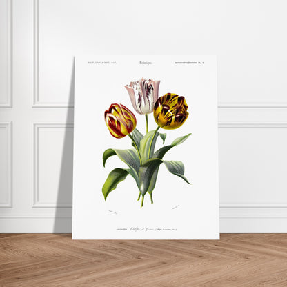 Planche botanique de la Tulipe de Gesner - Charles d'Orbigny. Planche botanique du Dictionnaire Universel d'Histoire Naturelle de Charles d'Orbigny, représentant un bouquet de trois tulipes de Gesner aux couleurs vives, avec des feuilles vertes. Image d'illustration 5