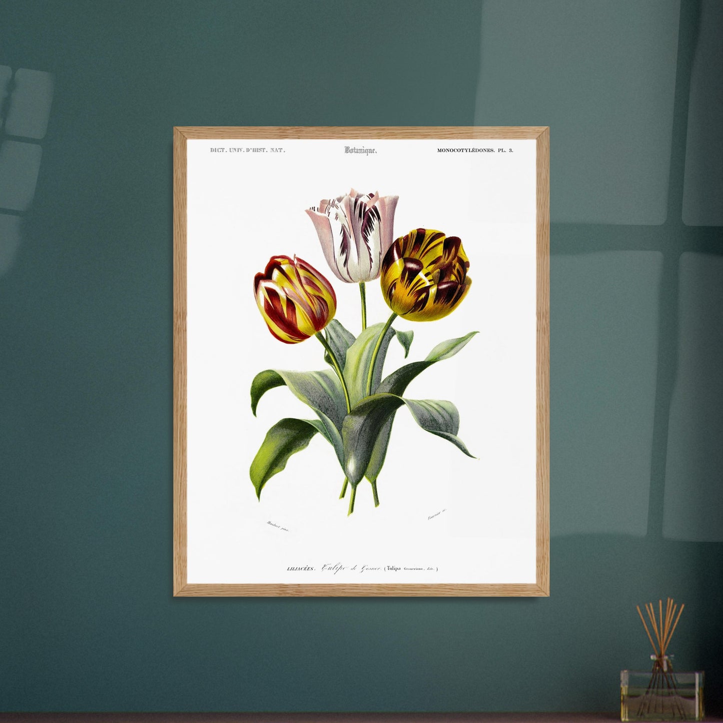 Planche botanique de la Tulipe de Gesner - Charles d'Orbigny. Planche botanique du Dictionnaire Universel d'Histoire Naturelle de Charles d'Orbigny, représentant un bouquet de trois tulipes de Gesner aux couleurs vives, avec des feuilles vertes. Image d'illustration 6