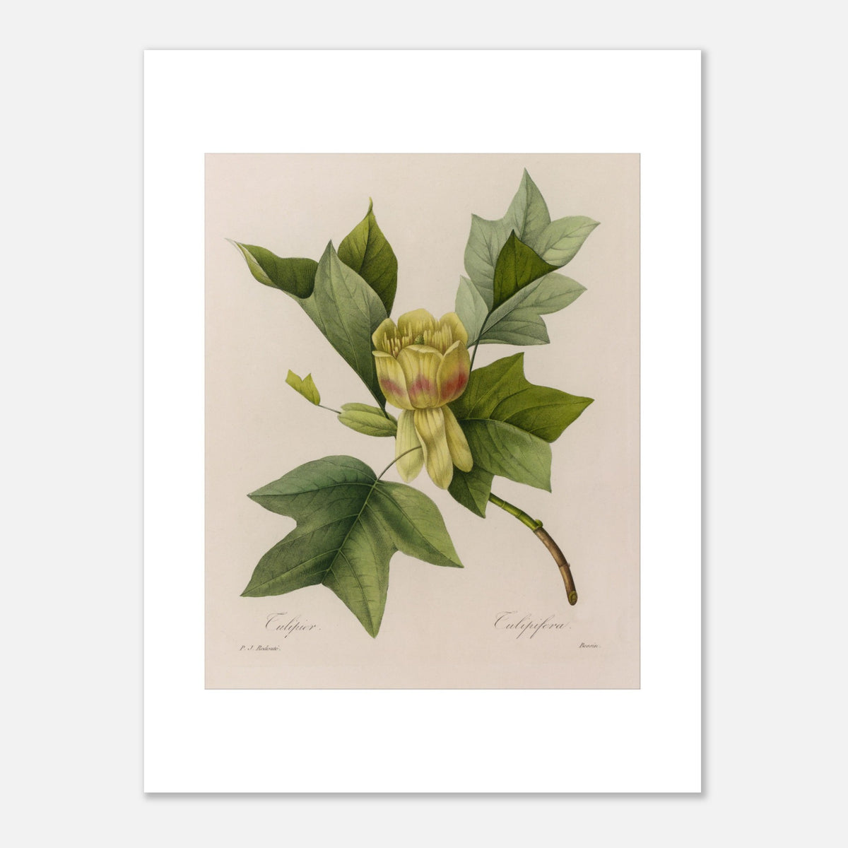 Planche botanique Tulipier par Pierre-Joseph Redouté (30x40 cm). Planche botanique ancienne par Pierre-Joseph Redouté, représentant un tulipier avec une fleur jaune-verdâtre, des feuilles caractéristiques et des bourgeons.