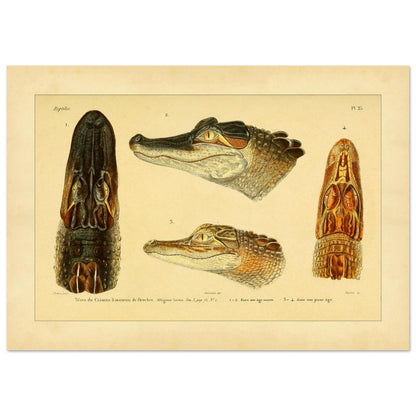 Antike Tafel: Hechtschnauzenkaiman und anatomische Köpfe (21x29,7 cm (A4)). Alte wissenschaftliche Tafel mit Köpfen von Hechtschnauzenkaimanen und Alligatoren, von vorne, von der Seite und von oben gesehen, mit Exemplaren verschiedenen Alters.