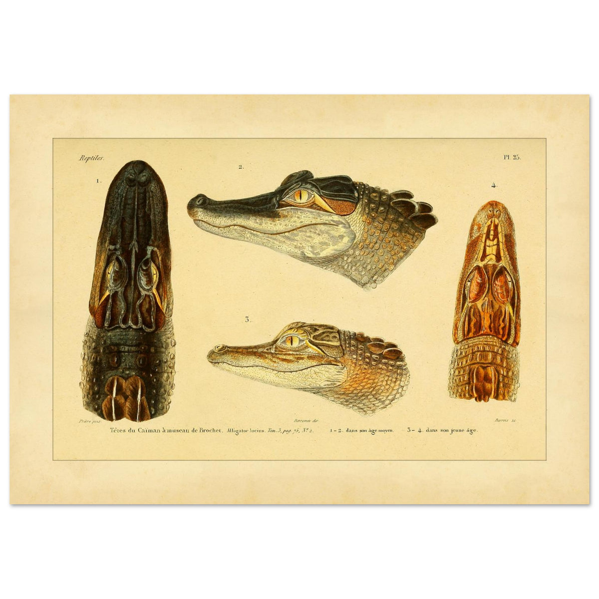 Antike Tafel: Hechtschnauzenkaiman und anatomische Köpfe (29,7x42 cm (A3)). Alte wissenschaftliche Tafel mit Köpfen von Hechtschnauzenkaimanen und Alligatoren, von vorne, von der Seite und von oben gesehen, mit Exemplaren verschiedenen Alters.