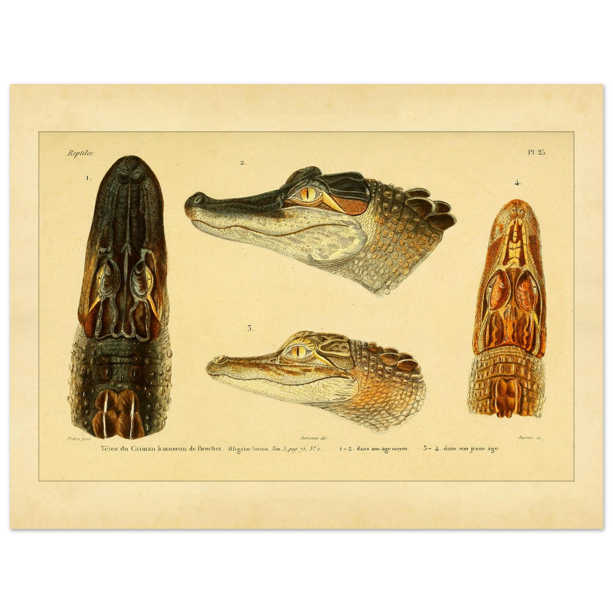 Antike Tafel: Hechtschnauzenkaiman und anatomische Köpfe (30x40 cm). Alte wissenschaftliche Tafel mit Köpfen von Hechtschnauzenkaimanen und Alligatoren, von vorne, von der Seite und von oben gesehen, mit Exemplaren verschiedenen Alters.