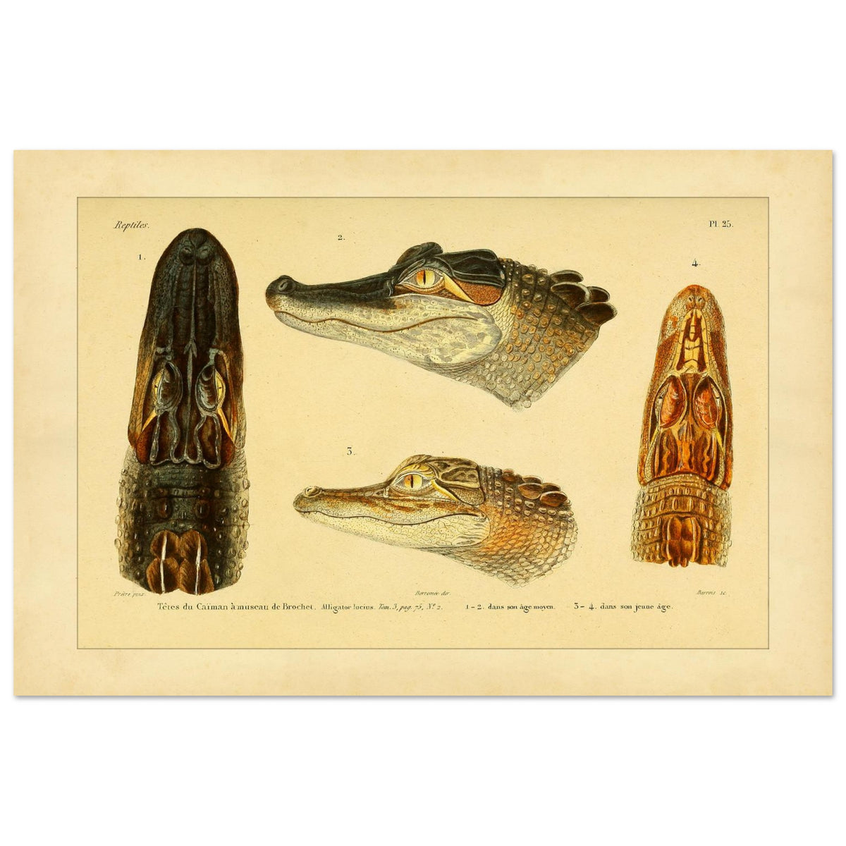 Antike Tafel: Hechtschnauzenkaiman und anatomische Köpfe (40x60 cm). Alte wissenschaftliche Tafel mit Köpfen von Hechtschnauzenkaimanen und Alligatoren, von vorne, von der Seite und von oben gesehen, mit Exemplaren verschiedenen Alters.