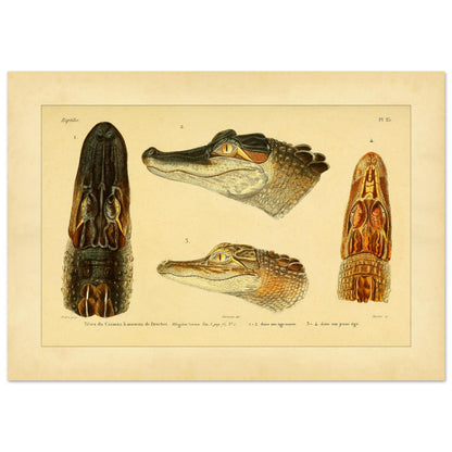 Antike Tafel: Hechtschnauzenkaiman und anatomische Köpfe (42x59,4 cm (A2)). Alte wissenschaftliche Tafel mit Köpfen von Hechtschnauzenkaimanen und Alligatoren, von vorne, von der Seite und von oben gesehen, mit Exemplaren verschiedenen Alters.