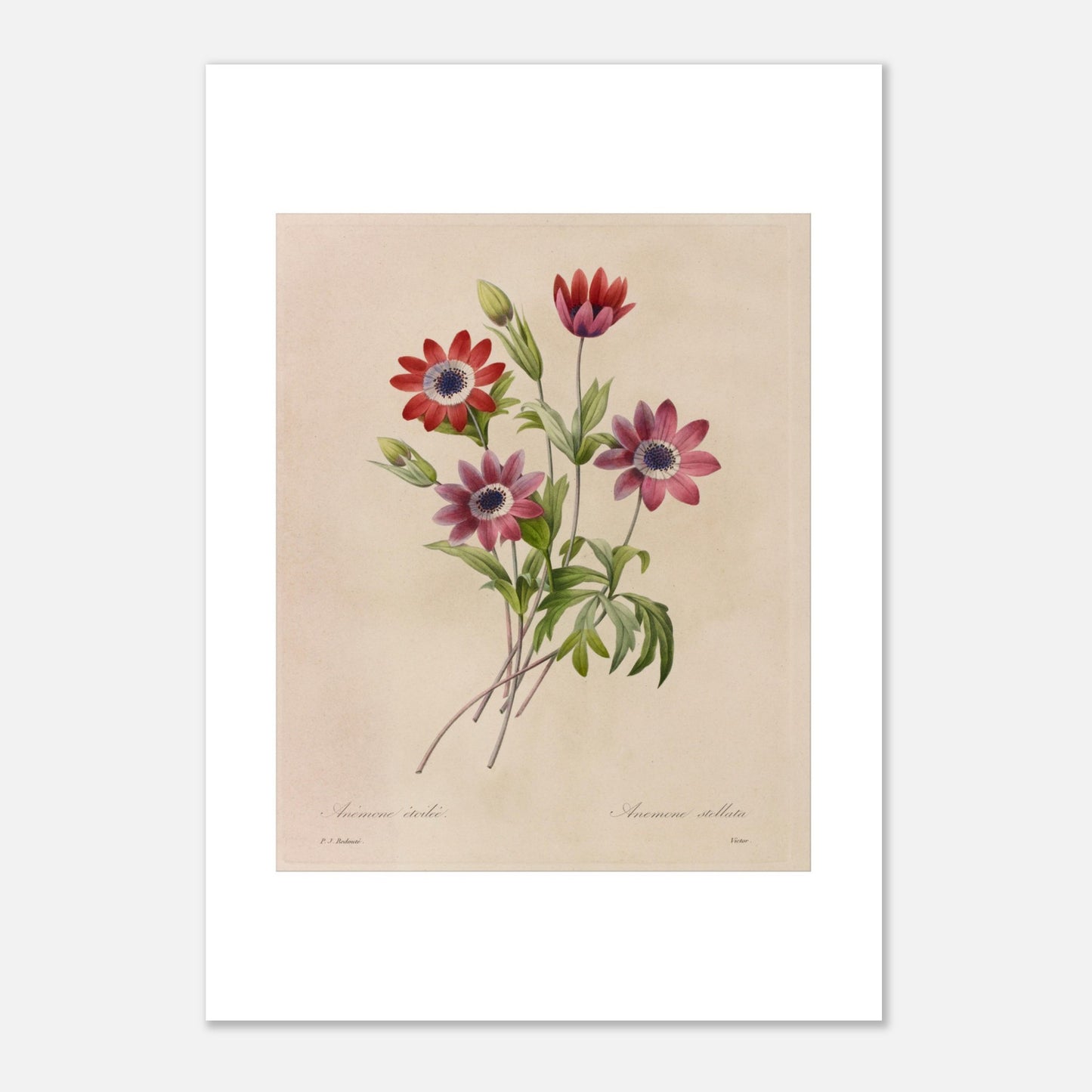 Planche botanique de Camélias, Jonquilles et Pensées par Redouté (21x29,7 cm (A4)). Dessin botanique de Pierre-Joseph Redouté montrant un bouquet de camélias blancs et rouges, de jonquilles jaunes et blanches, et de pensées bleues et jaunes.