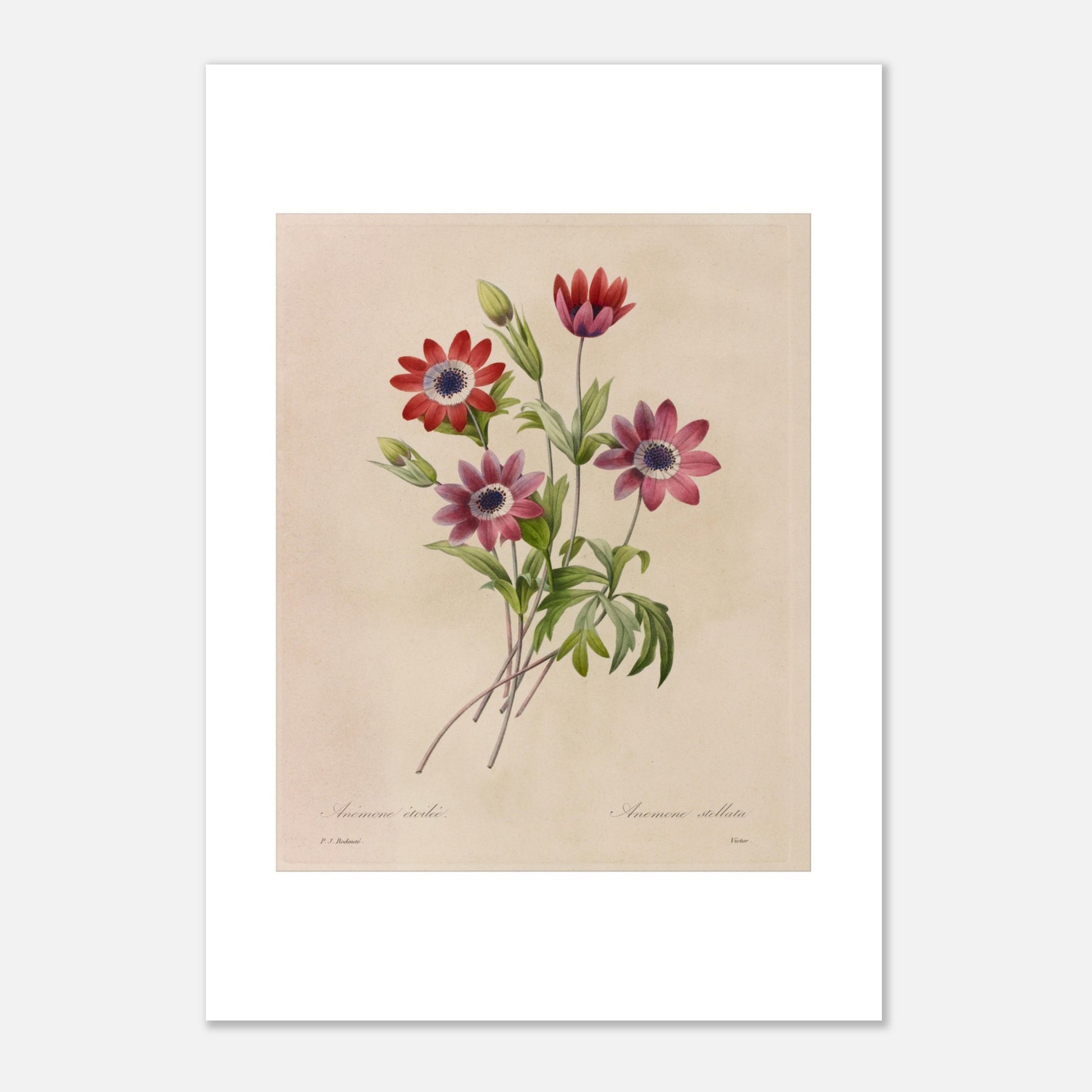 Planche botanique de Camélias, Jonquilles et Pensées par Redouté (21x29,7 cm (A4)). Dessin botanique de Pierre-Joseph Redouté montrant un bouquet de camélias blancs et rouges, de jonquilles jaunes et blanches, et de pensées bleues et jaunes.