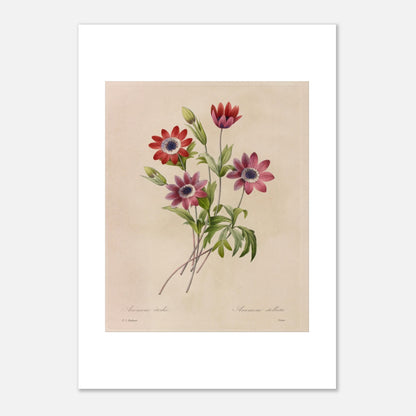 Planche botanique de Camélias, Jonquilles et Pensées par Redouté (21x29,7 cm (A4)). Dessin botanique de Pierre-Joseph Redouté montrant un bouquet de camélias blancs et rouges, de jonquilles jaunes et blanches, et de pensées bleues et jaunes.