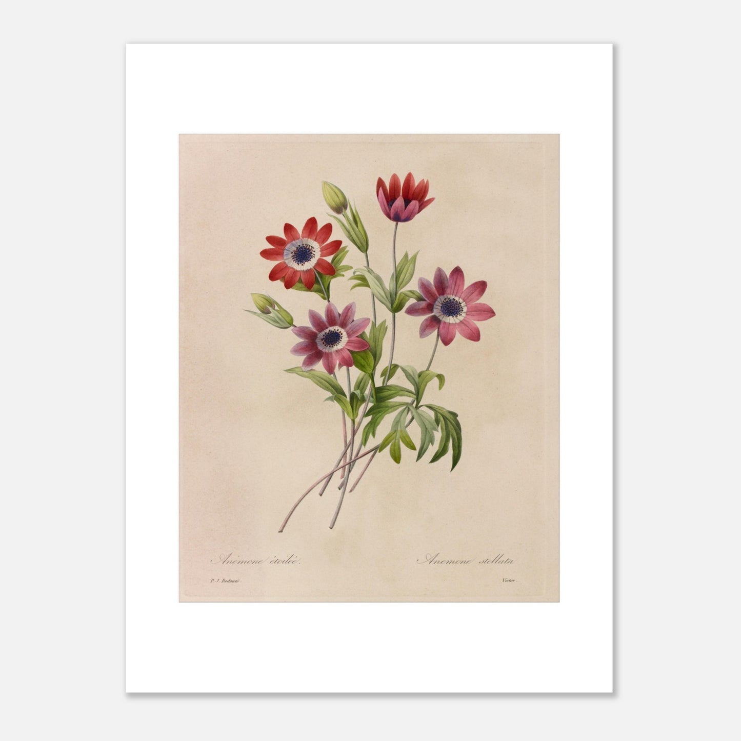Planche botanique de Camélias, Jonquilles et Pensées par Redouté (30x40 cm). Dessin botanique de Pierre-Joseph Redouté montrant un bouquet de camélias blancs et rouges, de jonquilles jaunes et blanches, et de pensées bleues et jaunes.