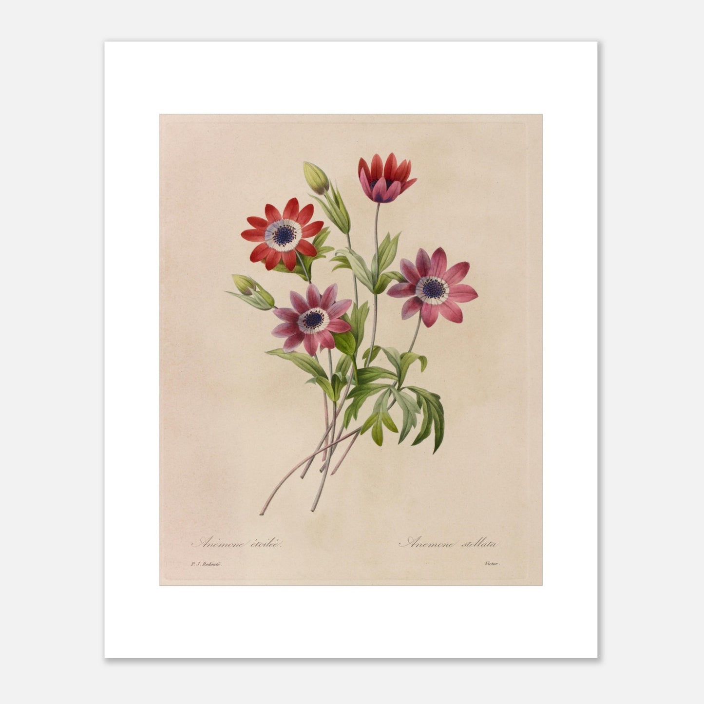 Planche botanique de Camélias, Jonquilles et Pensées par Redouté (40x50 cm). Dessin botanique de Pierre-Joseph Redouté montrant un bouquet de camélias blancs et rouges, de jonquilles jaunes et blanches, et de pensées bleues et jaunes.