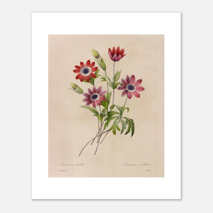 Planche botanique de Camélias, Jonquilles et Pensées par Redouté (40x50 cm). Dessin botanique de Pierre-Joseph Redouté montrant un bouquet de camélias blancs et rouges, de jonquilles jaunes et blanches, et de pensées bleues et jaunes.