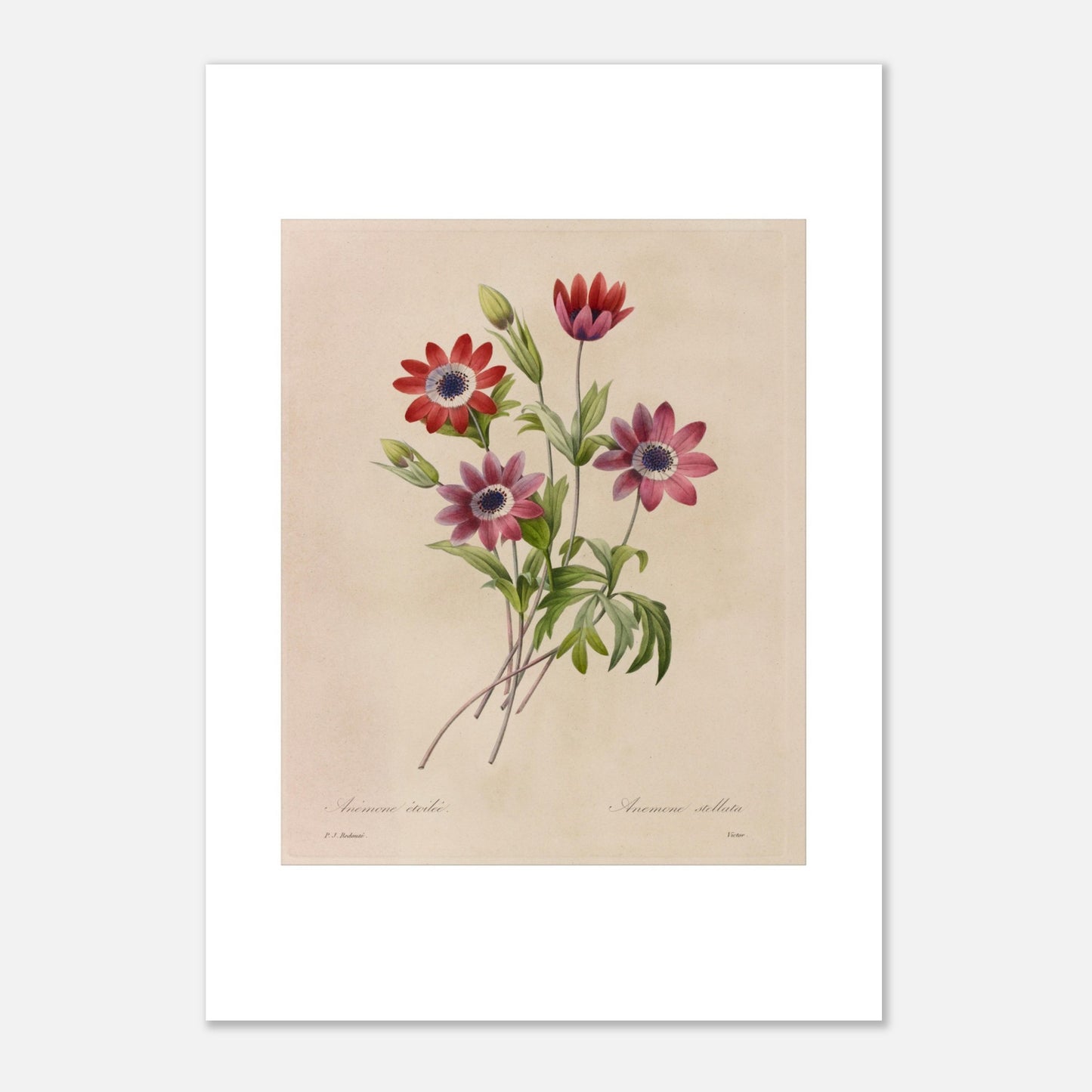 Planche botanique de Camélias, Jonquilles et Pensées par Redouté (42x59,4 cm (A2)). Dessin botanique de Pierre-Joseph Redouté montrant un bouquet de camélias blancs et rouges, de jonquilles jaunes et blanches, et de pensées bleues et jaunes.