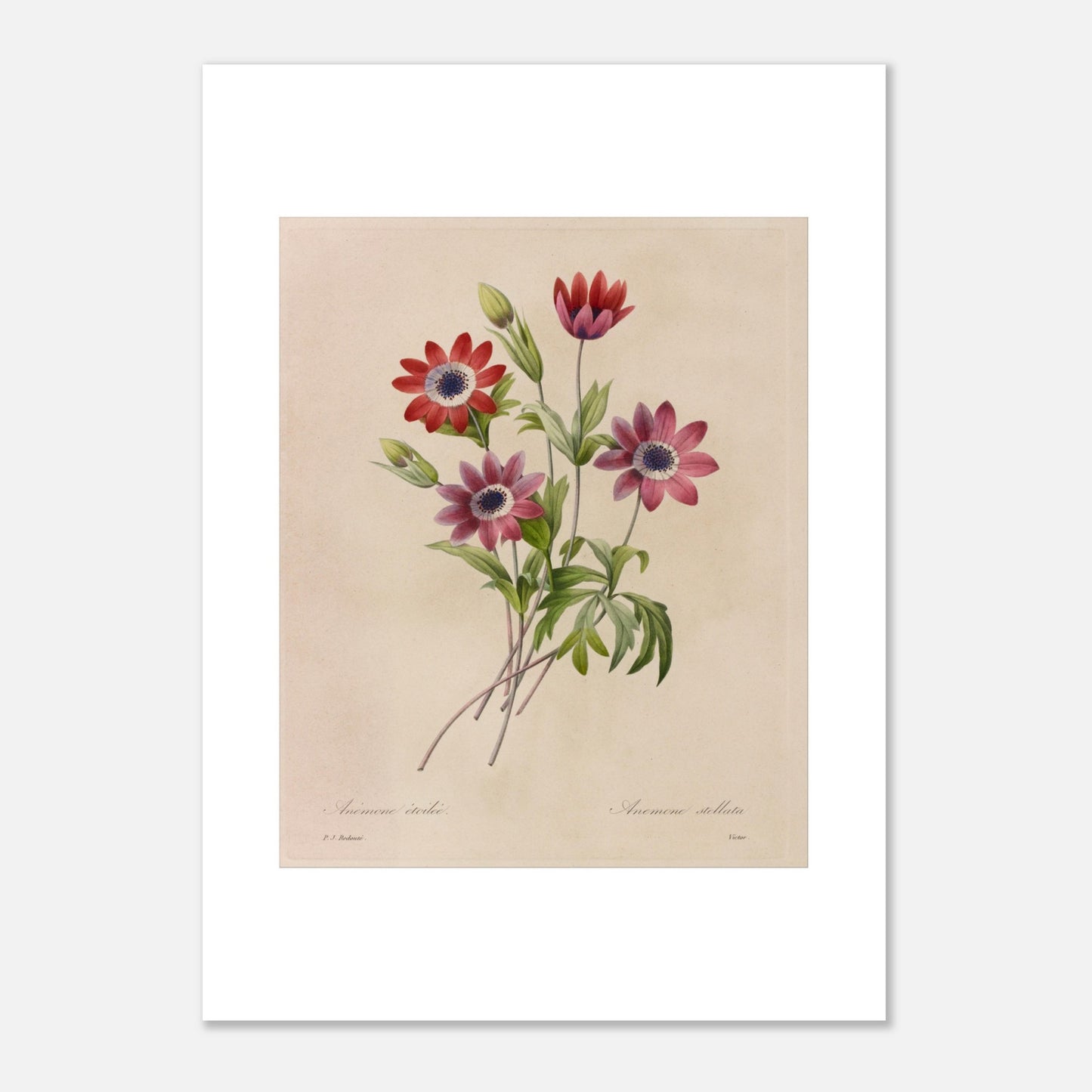 Planche botanique de Camélias, Jonquilles et Pensées par Redouté (50x70 cm). Dessin botanique de Pierre-Joseph Redouté montrant un bouquet de camélias blancs et rouges, de jonquilles jaunes et blanches, et de pensées bleues et jaunes.