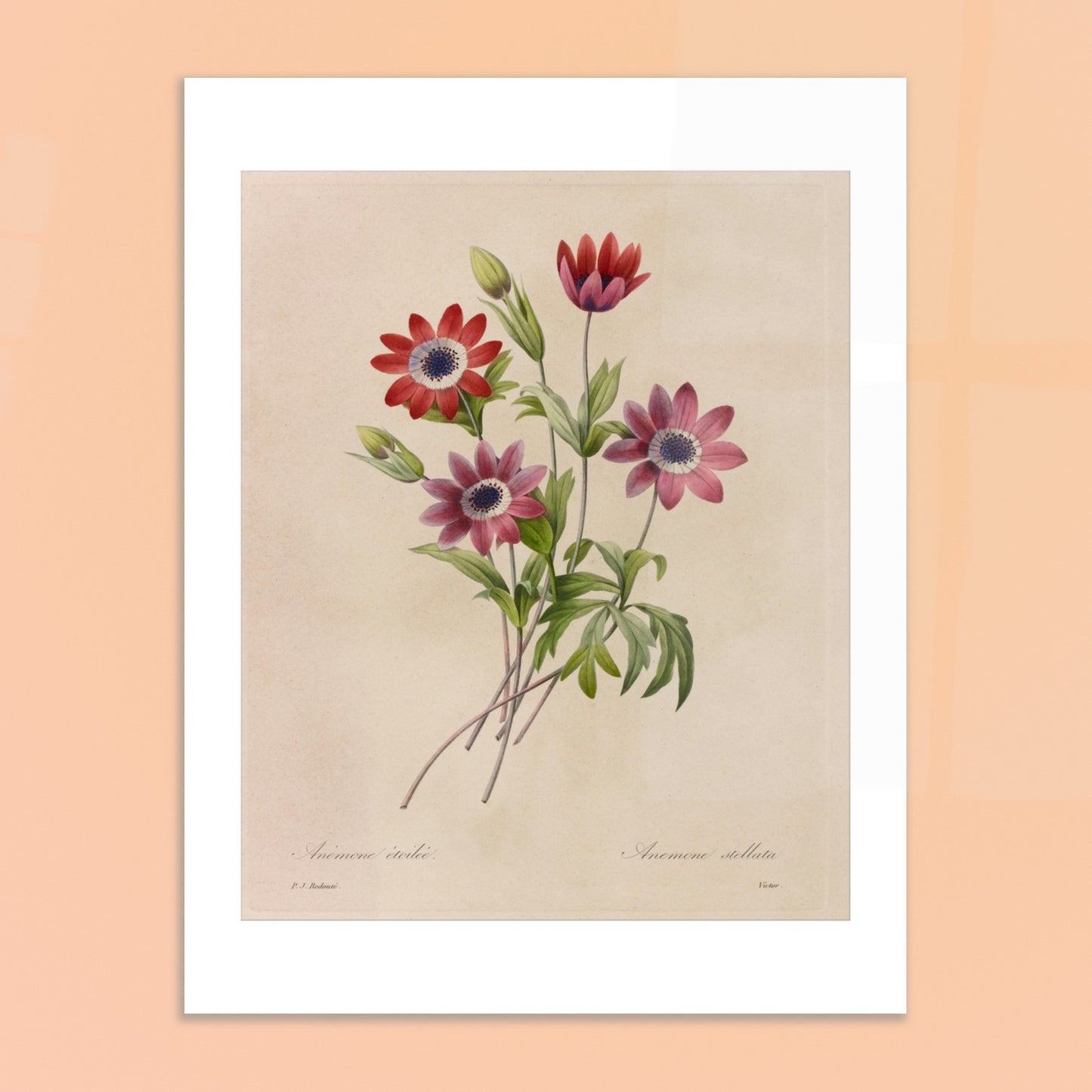 Planche botanique de Camélias, Jonquilles et Pensées par Redouté. Dessin botanique de Pierre-Joseph Redouté montrant un bouquet de camélias blancs et rouges, de jonquilles jaunes et blanches, et de pensées bleues et jaunes. Image d'illustration 6