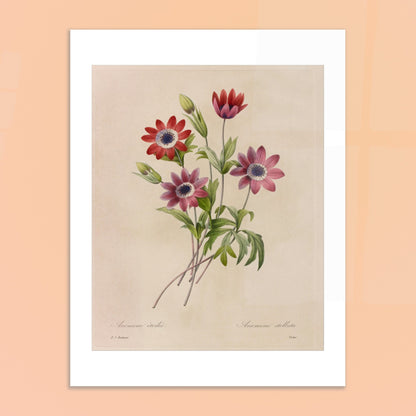 Planche botanique de Camélias, Jonquilles et Pensées par Redouté. Dessin botanique de Pierre-Joseph Redouté montrant un bouquet de camélias blancs et rouges, de jonquilles jaunes et blanches, et de pensées bleues et jaunes. Image d'illustration 6