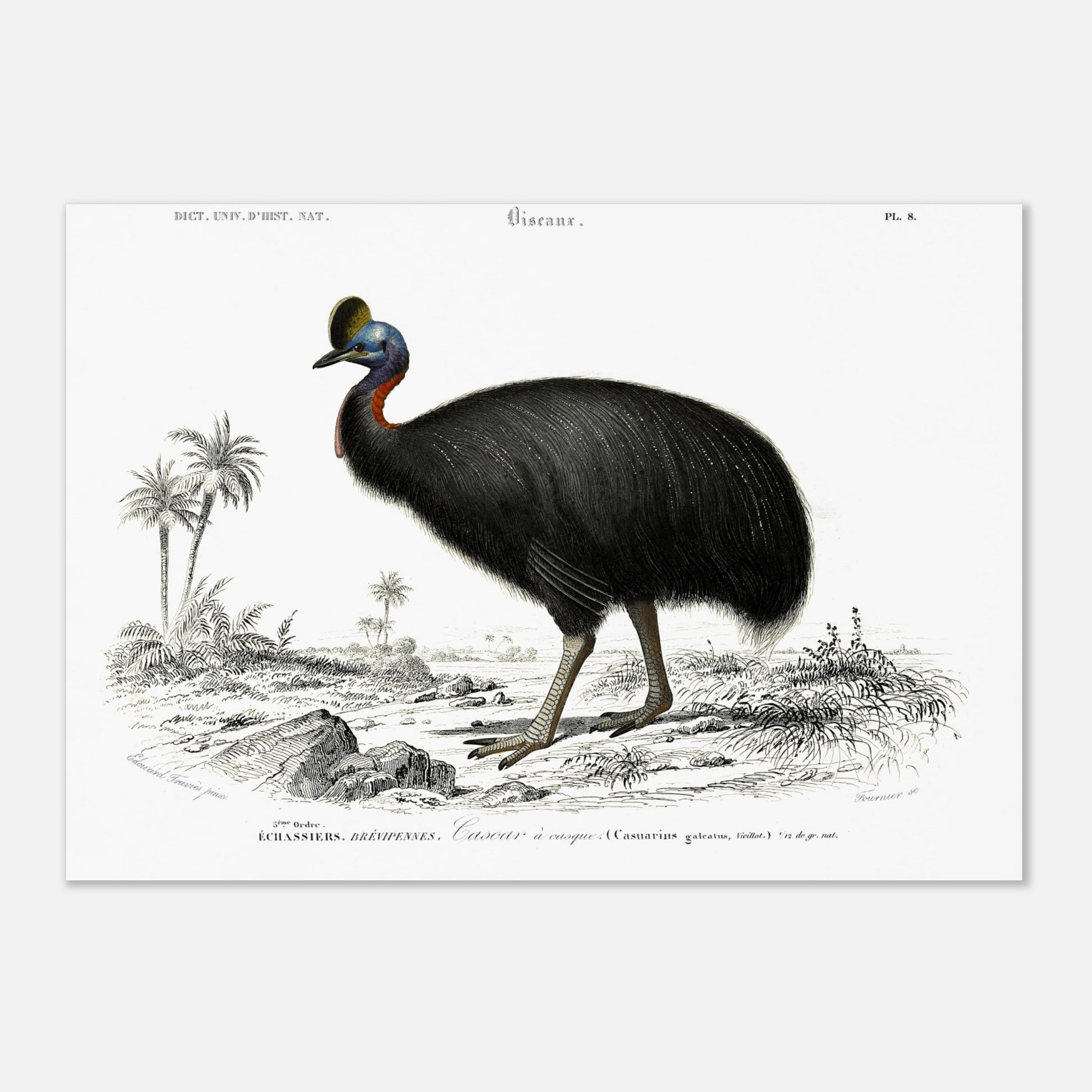 Planche naturaliste du Casoar à casque - Charles d'Orbigny (29,7x42 cm (A3)). Illustration naturaliste d'un casoar à casque, un grand oiseau noir aux couleurs vives sur le cou, se tenant dans un paysage tropical avec des palmiers.