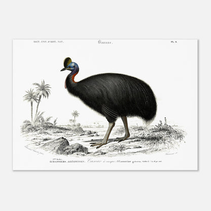 Planche naturaliste du Casoar à casque - Charles d'Orbigny (29,7x42 cm (A3)). Illustration naturaliste d'un casoar à casque, un grand oiseau noir aux couleurs vives sur le cou, se tenant dans un paysage tropical avec des palmiers.