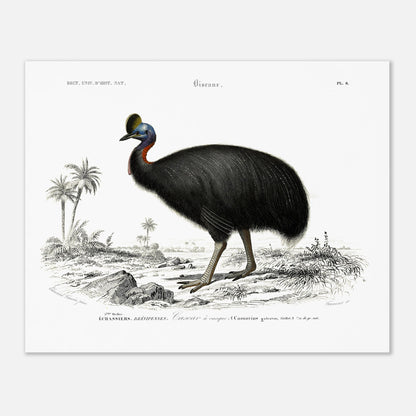 Planche naturaliste du Casoar à casque - Charles d'Orbigny (40x50 cm). Illustration naturaliste d'un casoar à casque, un grand oiseau noir aux couleurs vives sur le cou, se tenant dans un paysage tropical avec des palmiers.