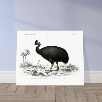 Planche naturaliste du Casoar à casque - Charles d'Orbigny. Illustration naturaliste d'un casoar à casque, un grand oiseau noir aux couleurs vives sur le cou, se tenant dans un paysage tropical avec des palmiers. Image d'illustration 5