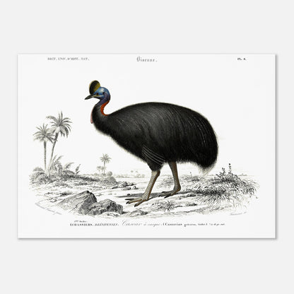 Planche naturaliste du Casoar à casque - Charles d'Orbigny (50x70 cm). Illustration naturaliste d'un casoar à casque, un grand oiseau noir aux couleurs vives sur le cou, se tenant dans un paysage tropical avec des palmiers.