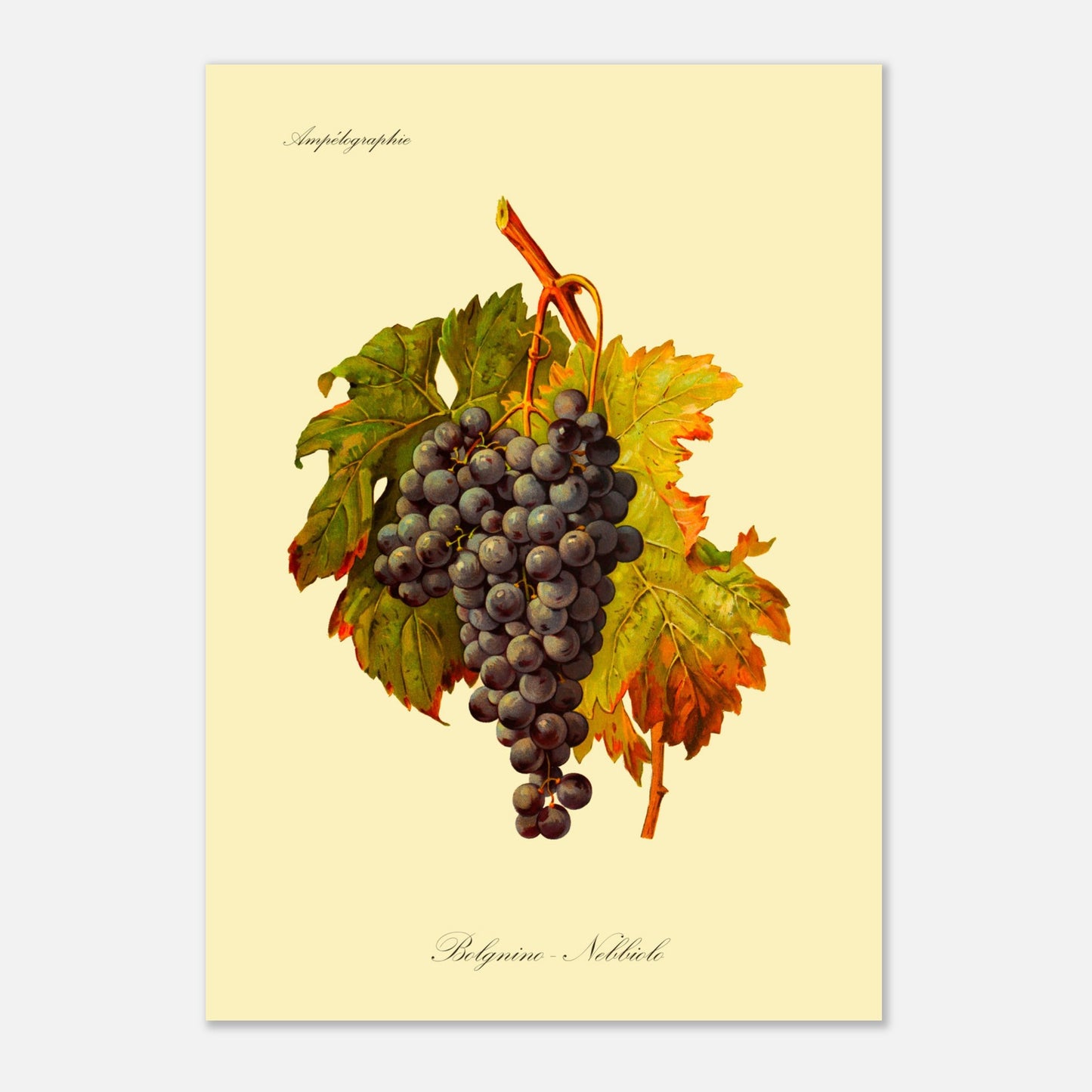 Planche botanique du cépage Belgnino-Nebbiolo, issue de l'Ampélographie Viala & Vermorel (29,7x42 cm (A3)). Reproduction d'une grappe de raisins noirs aux feuilles vertes et jaunes, avec le texte 'Ampélographie' en haut et 'Belgnino - Nebbiolo' en bas.