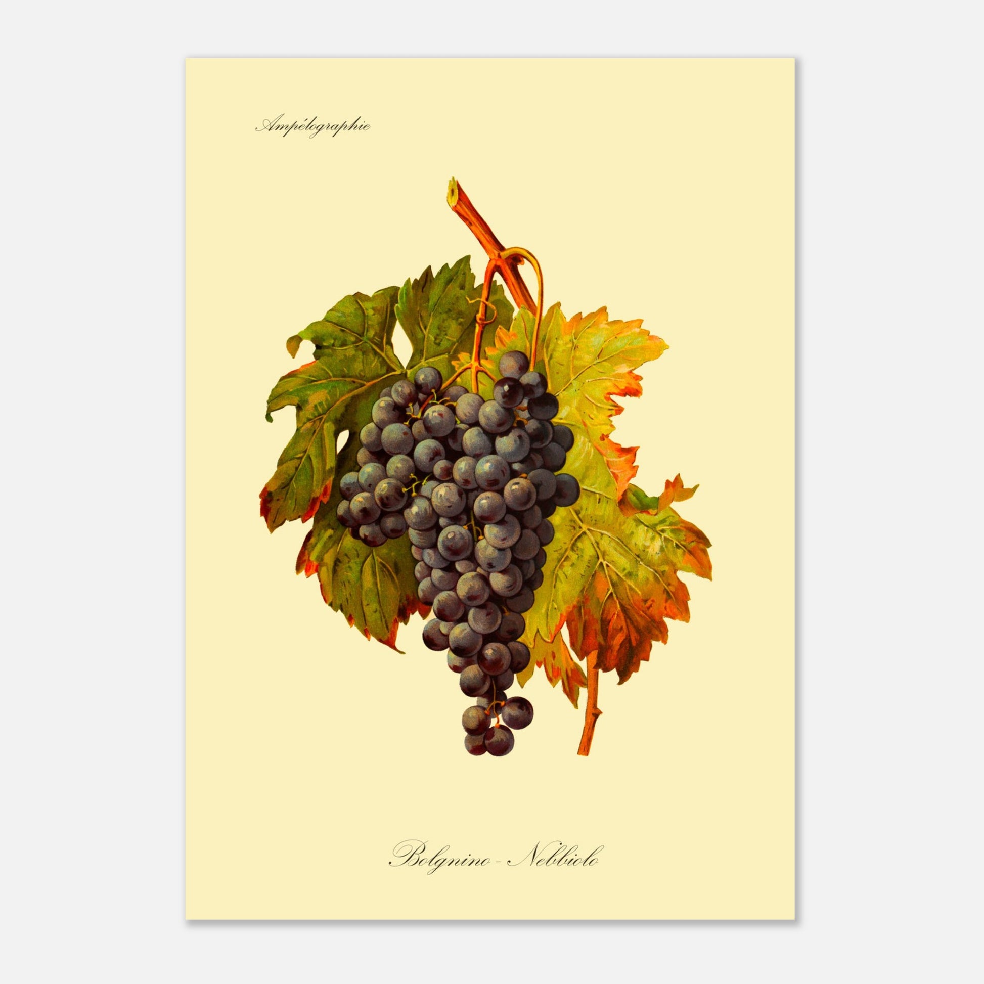 Planche botanique du cépage Belgnino-Nebbiolo, issue de l'Ampélographie Viala & Vermorel (29,7x42 cm (A3)). Reproduction d'une grappe de raisins noirs aux feuilles vertes et jaunes, avec le texte 'Ampélographie' en haut et 'Belgnino - Nebbiolo' en bas.