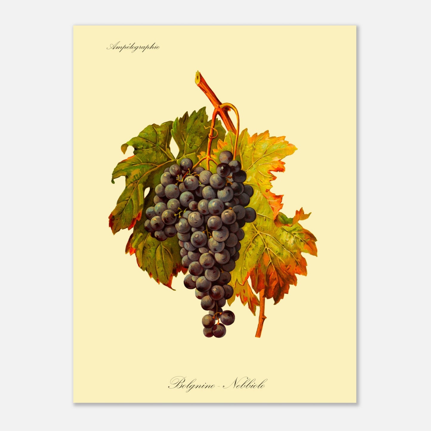 Planche botanique du cépage Belgnino-Nebbiolo, issue de l'Ampélographie Viala & Vermorel (30x40 cm). Reproduction d'une grappe de raisins noirs aux feuilles vertes et jaunes, avec le texte 'Ampélographie' en haut et 'Belgnino - Nebbiolo' en bas.