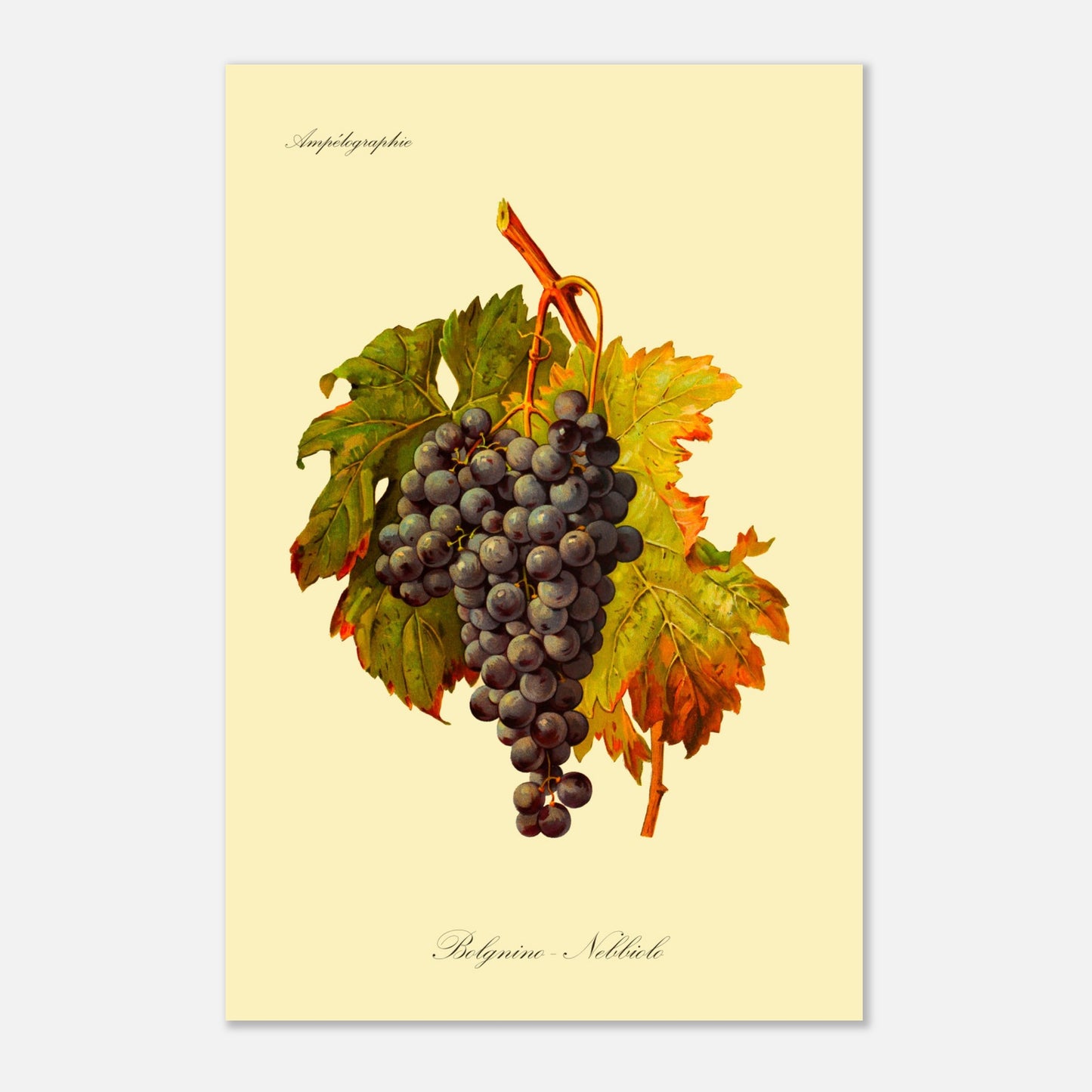 Planche botanique du cépage Belgnino-Nebbiolo, issue de l'Ampélographie Viala & Vermorel (40x60 cm). Reproduction d'une grappe de raisins noirs aux feuilles vertes et jaunes, avec le texte 'Ampélographie' en haut et 'Belgnino - Nebbiolo' en bas.