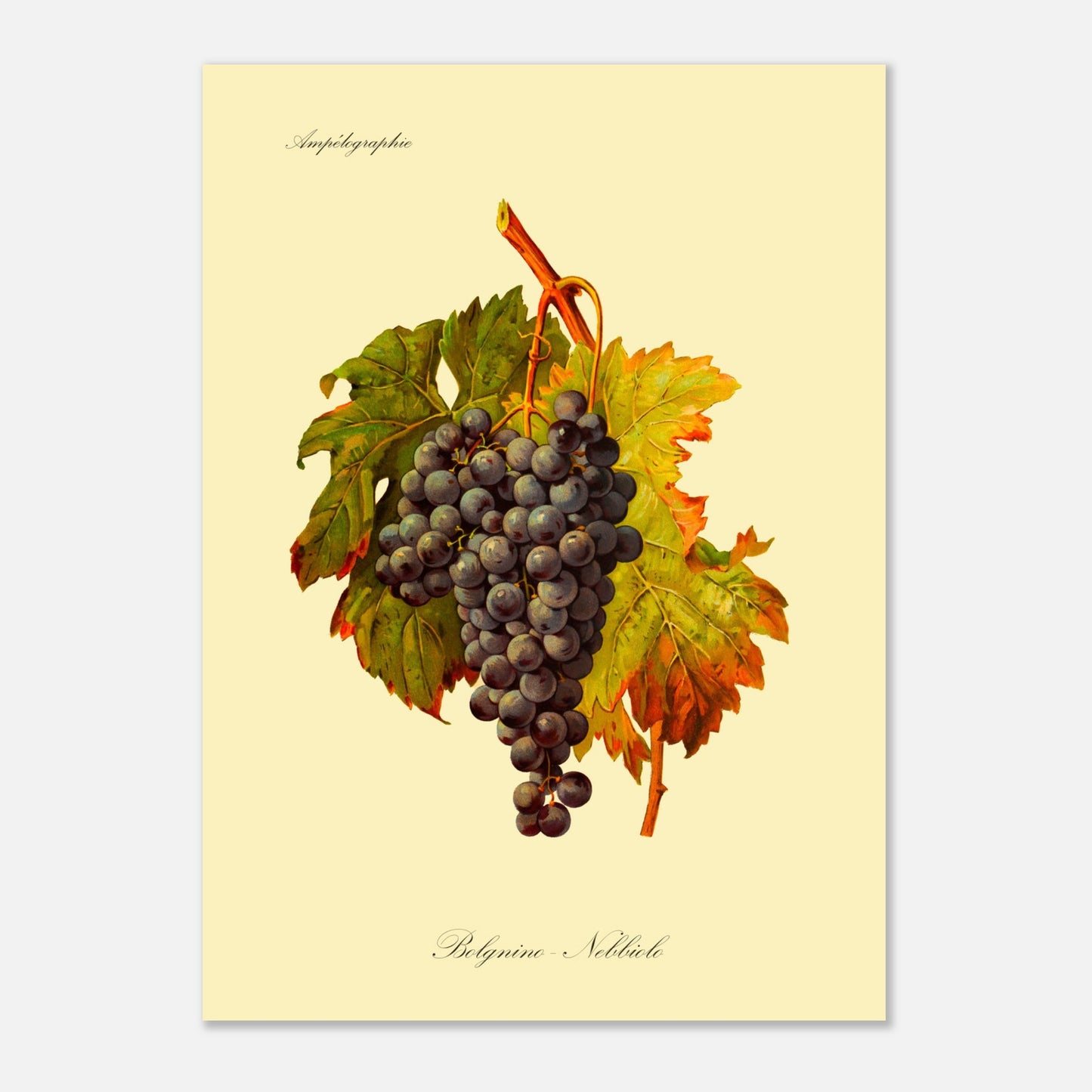 Planche botanique du cépage Belgnino-Nebbiolo, issue de l'Ampélographie Viala & Vermorel (50x70 cm). Reproduction d'une grappe de raisins noirs aux feuilles vertes et jaunes, avec le texte 'Ampélographie' en haut et 'Belgnino - Nebbiolo' en bas.