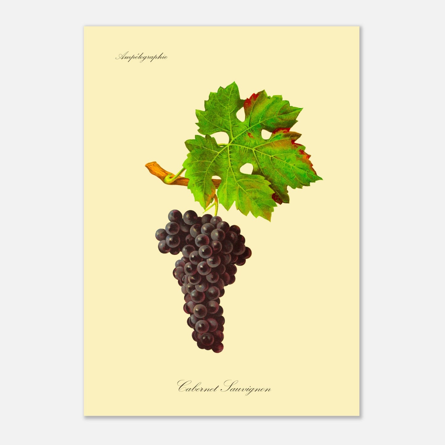 Planche botanique ancienne : Cépage Cabernet Sauvignon (29,7x42 cm (A3)). Reproduction botanique d'une grappe de raisins noirs appelée 'Cabernet Sauvignon', avec une feuille verte attachée à une petite branche.