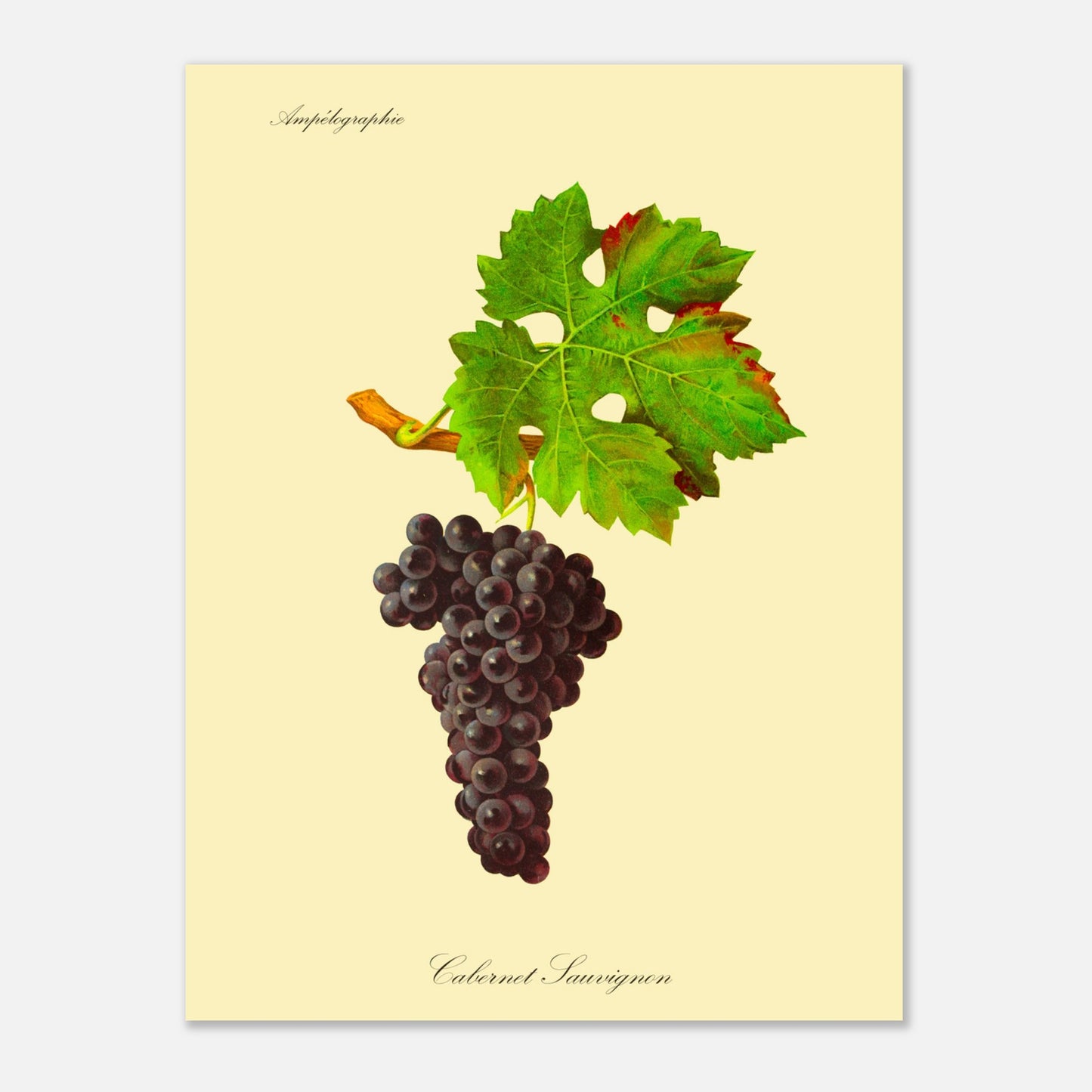 Planche botanique ancienne : Cépage Cabernet Sauvignon (30x40 cm). Reproduction botanique d'une grappe de raisins noirs appelée 'Cabernet Sauvignon', avec une feuille verte attachée à une petite branche.