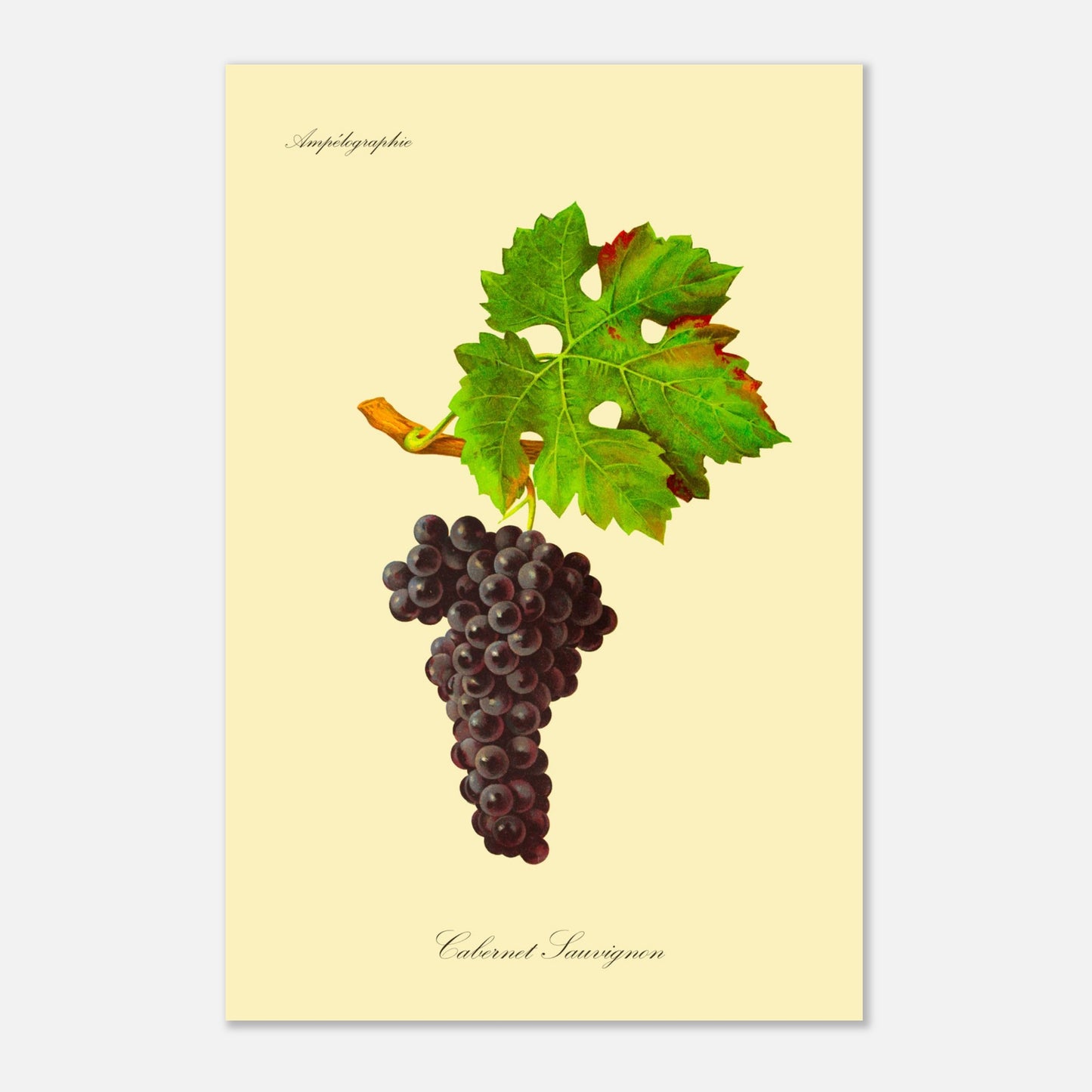 Planche botanique ancienne : Cépage Cabernet Sauvignon (40x60 cm). Reproduction botanique d'une grappe de raisins noirs appelée 'Cabernet Sauvignon', avec une feuille verte attachée à une petite branche.