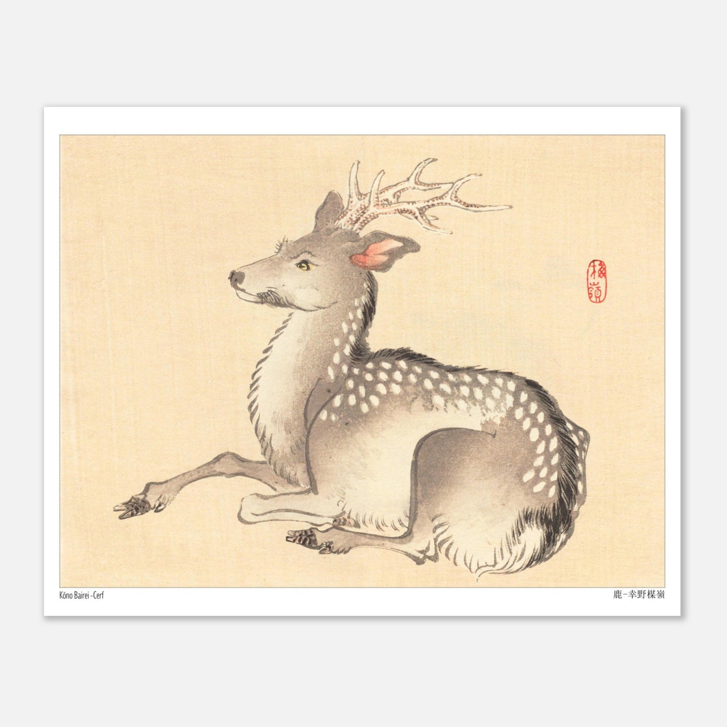 Planche naturaliste : Cerf tacheté par Kōno Bairei (20x25 cm). Une peinture naturaliste d'un cerf tacheté, dans le style de Kōno Bairei.