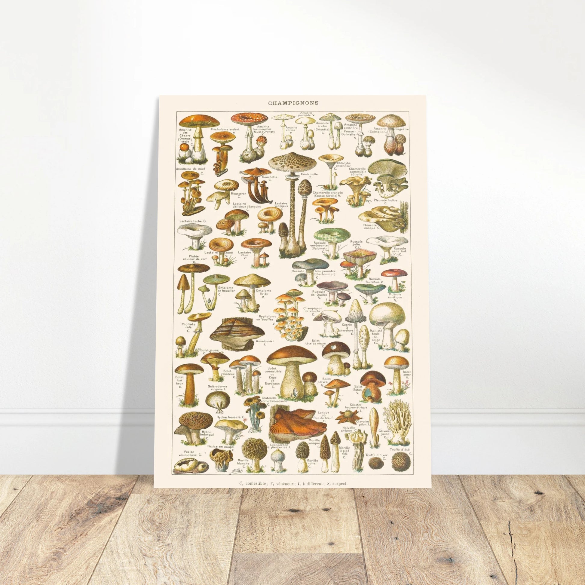 Planche ancienne Champignons - Illustration Larousse 1910. Planche encyclopédique Larousse de 1910 sur les champignons, montrant une variété de spécimens avec leurs noms. Image d'illustration 4
