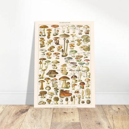 Planche ancienne Champignons - Illustration Larousse 1910. Planche encyclopédique Larousse de 1910 sur les champignons, montrant une variété de spécimens avec leurs noms. Image d'illustration 4