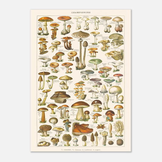 Planche ancienne Champignons - Illustration Larousse 1910 (42x59,4 cm (A2)). Planche encyclopédique Larousse de 1910 sur les champignons, montrant une variété de spécimens avec leurs noms.