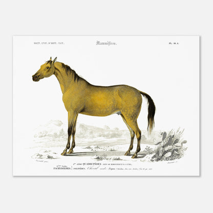Planche naturaliste : Cheval arabe par Charles d'Orbigny (30x40 cm). Gravure d'un cheval arabe de couleur jaune-brun dans un paysage désertique avec des cactus, de l'herbe et des montagnes en arrière-plan.