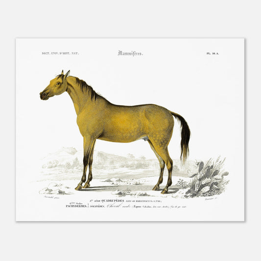 Planche naturaliste : Cheval arabe par Charles d'Orbigny (40x50 cm). Gravure d'un cheval arabe de couleur jaune-brun dans un paysage désertique avec des cactus, de l'herbe et des montagnes en arrière-plan.
