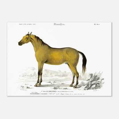 Planche naturaliste : Cheval arabe par Charles d'Orbigny (42x59,4 cm (A2)). Gravure d'un cheval arabe de couleur jaune-brun dans un paysage désertique avec des cactus, de l'herbe et des montagnes en arrière-plan.