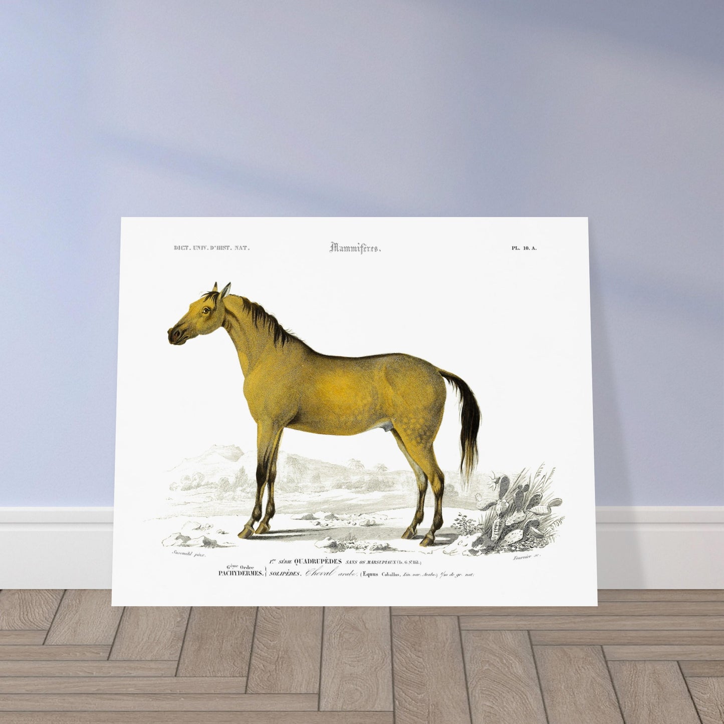 Planche naturaliste : Cheval arabe par Charles d'Orbigny. Gravure d'un cheval arabe de couleur jaune-brun dans un paysage désertique avec des cactus, de l'herbe et des montagnes en arrière-plan. Image d'illustration 5
